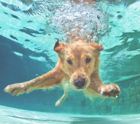 Dog swimming in the pool